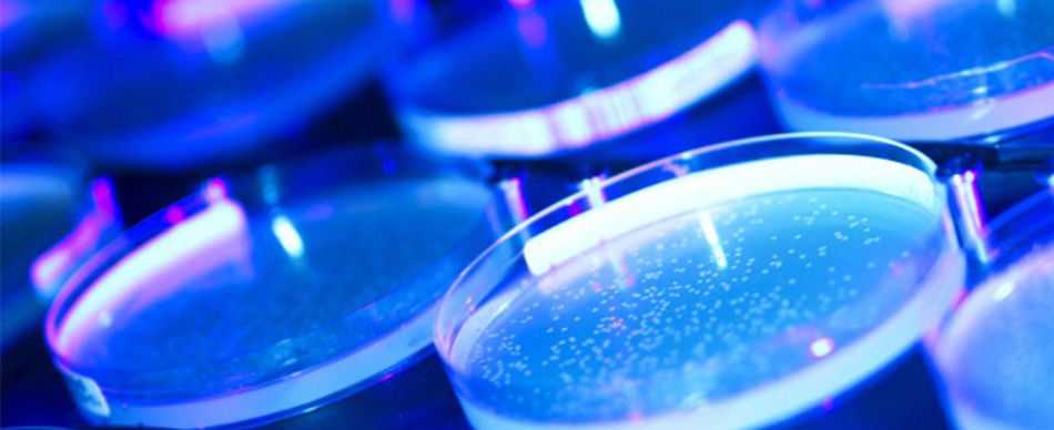 Picture of several petri dishes in a blue and pink lighting.