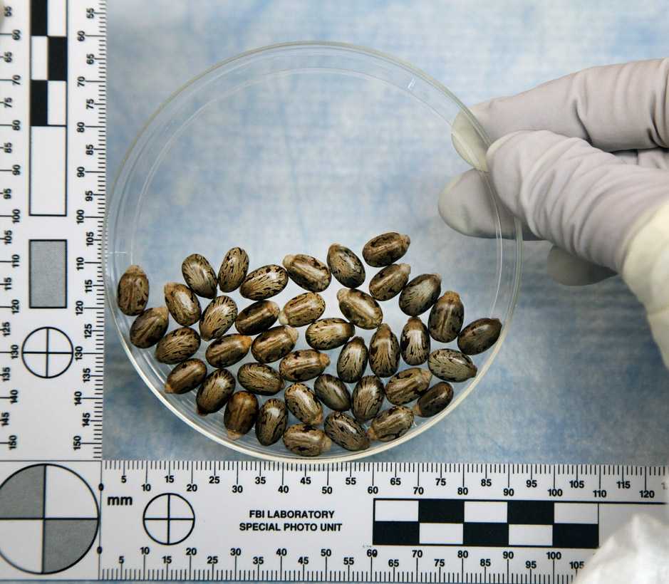 A gloved hand holds a petr dish for the photo. In it are several small, curious looking beans.