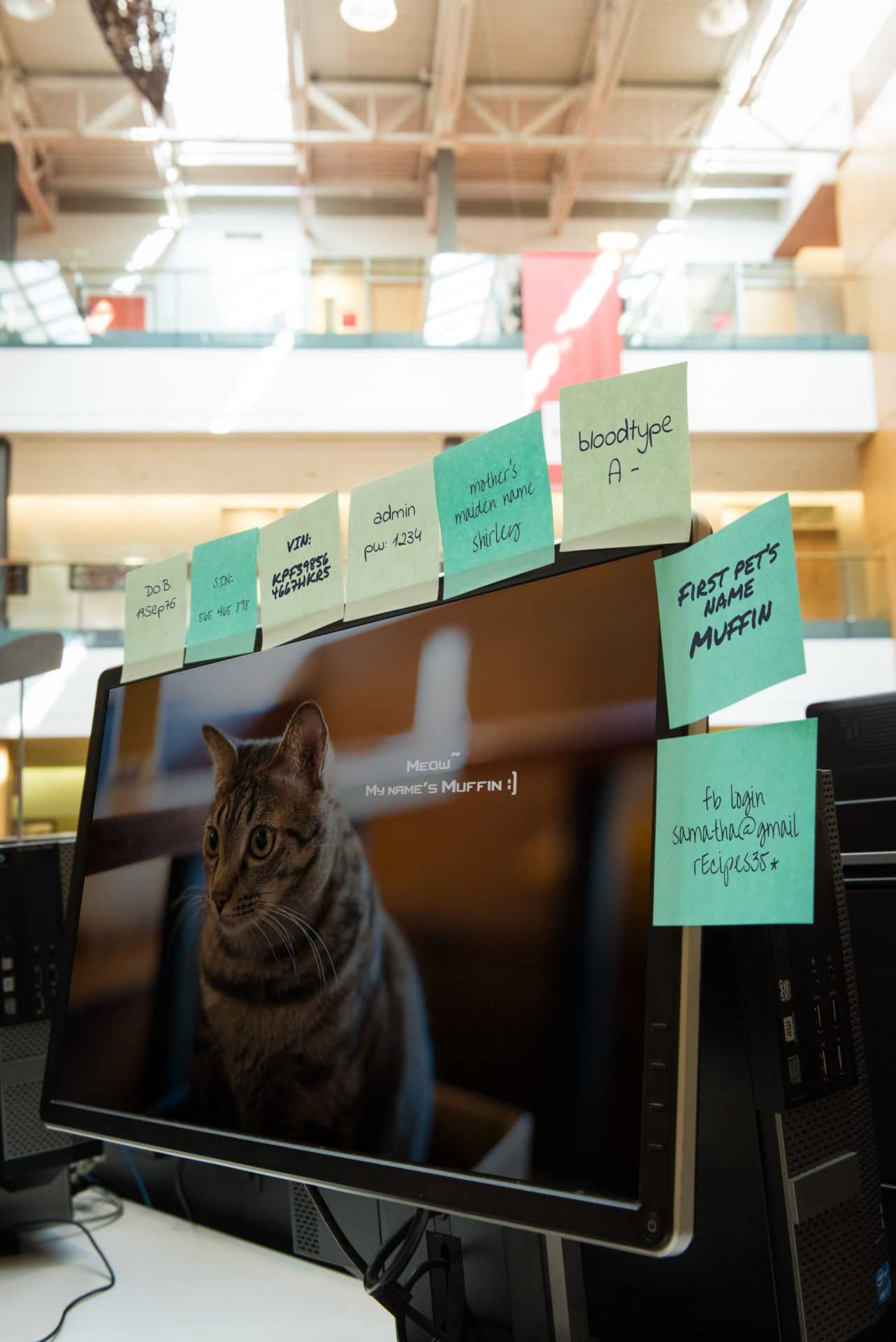 A monitor shows a photography of a cat with the text: Meow. My name's Muffin. Post-its on the monitor give informations about a person like: First Pet's Name Muffin, bloodtype A - and others.