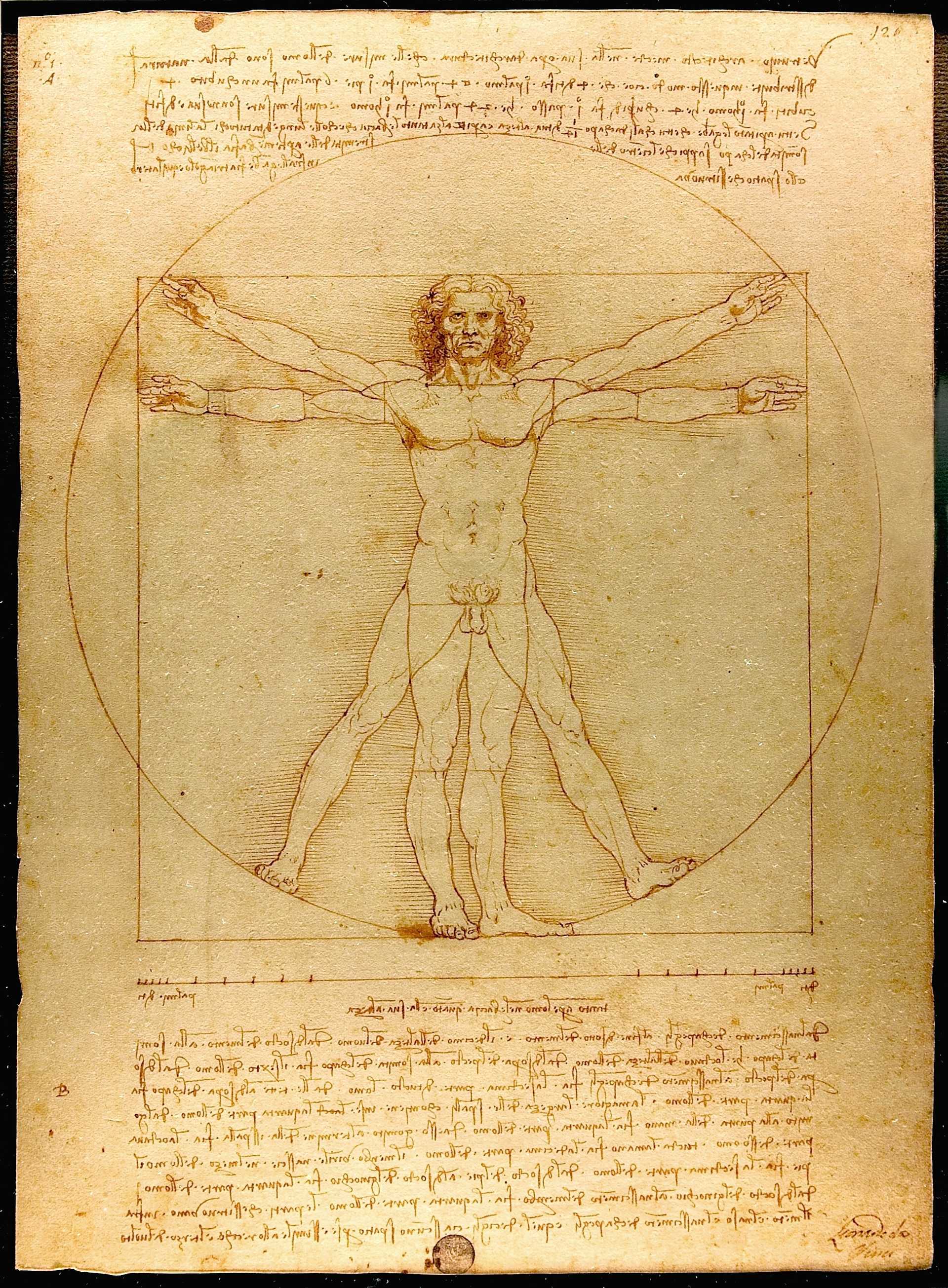 Renaissance - Vitruvian Man by Leonardo Davinci, ca. 1492