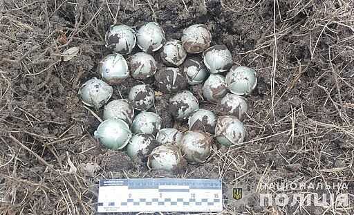 A collection of spherical, metallic submunitions (bomblets) is partially buried in soil and surrounded by dry grass. These objects are likely unexploded remnants of a cluster bomb. A measurement scale is placed nearby for size reference. The bomblets are covered in dirt, indicating they have landed but failed to explode, posing a potential danger. In the bottom right corner, there is a logo of the Ukrainian National Police, indicating this is part of an official documentation effort related to explosive remnants of war.